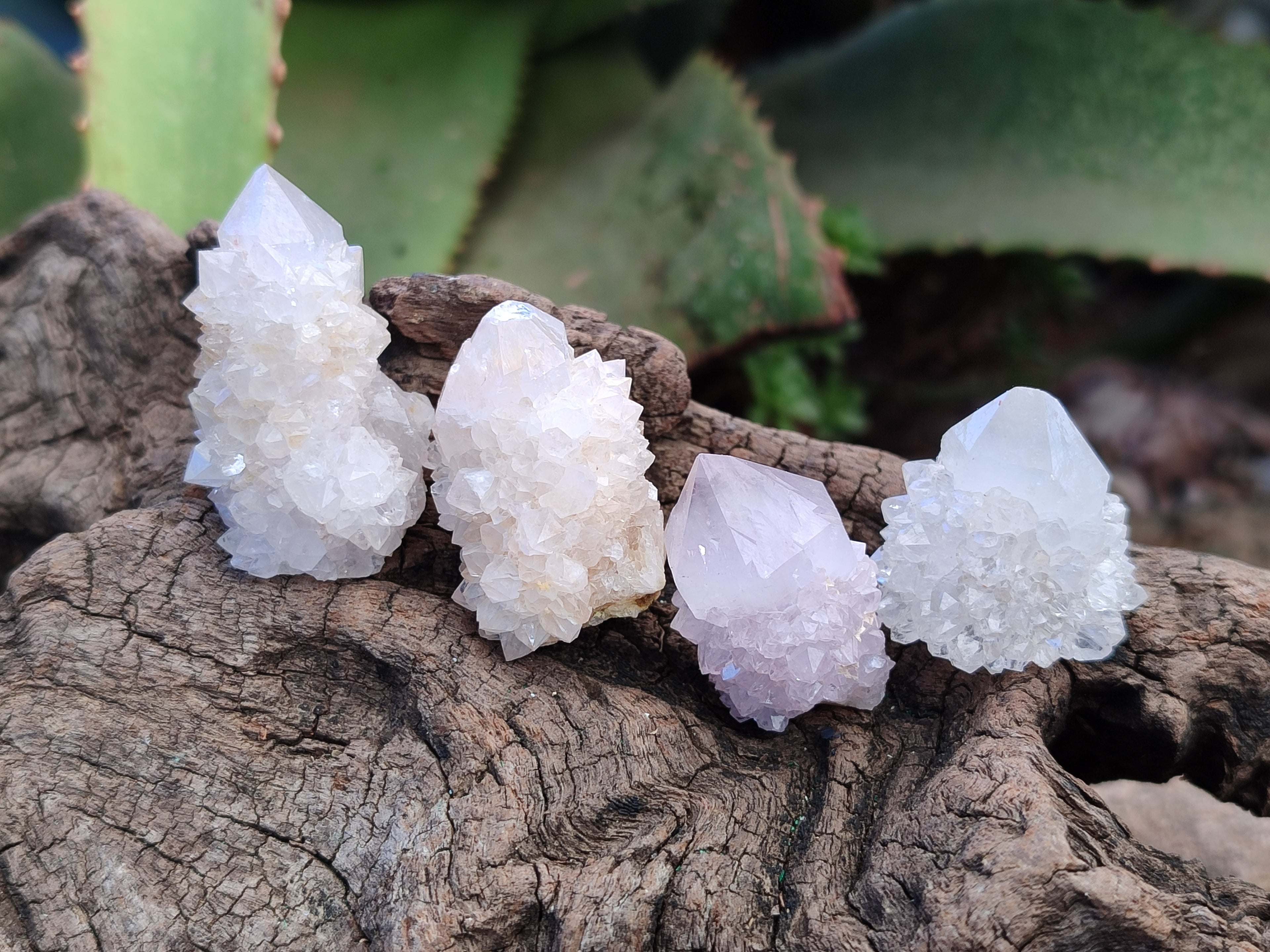 Natural Single White Cactus Flower Spirit Quartz Crystals x 35 From South Africa - Toprock Gemstones and Minerals 