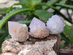 Natural Single White Cactus Flower Spirit Quartz Crystals x 35 From South Africa - Toprock Gemstones and Minerals 