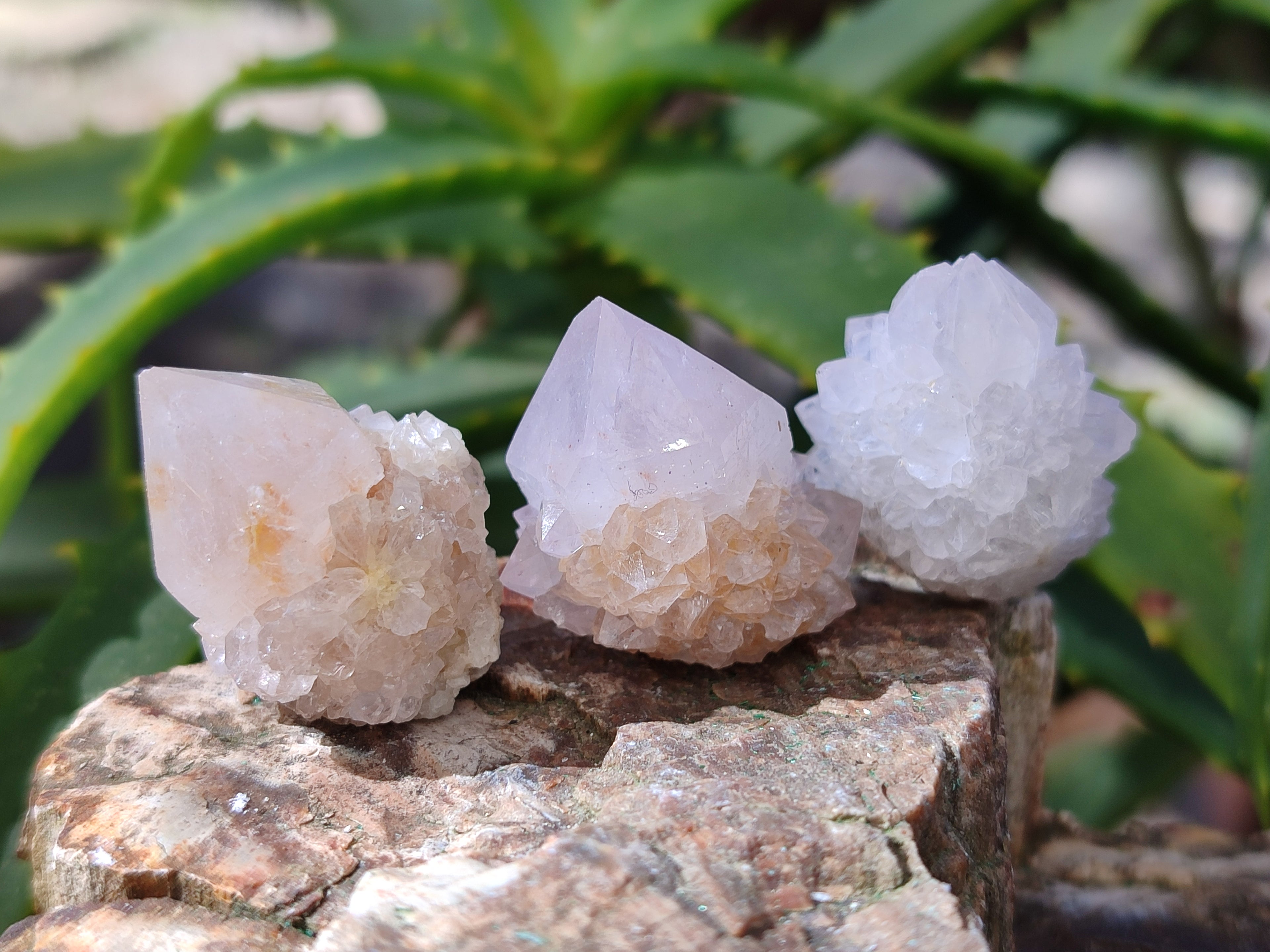 Natural Single White Cactus Flower Spirit Quartz Crystals x 35 From South Africa - Toprock Gemstones and Minerals 