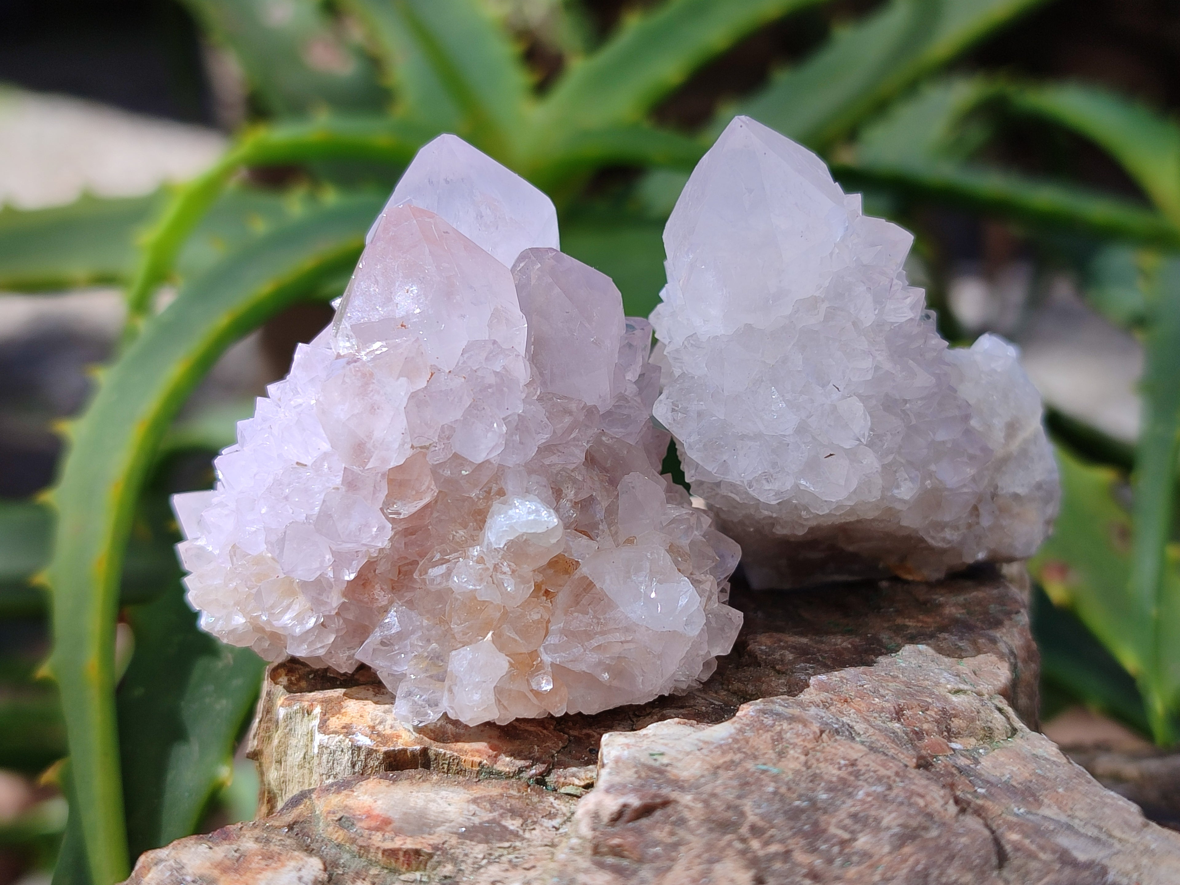 Natural Single White Cactus Flower Spirit Quartz Crystals x 35 From South Africa - Toprock Gemstones and Minerals 