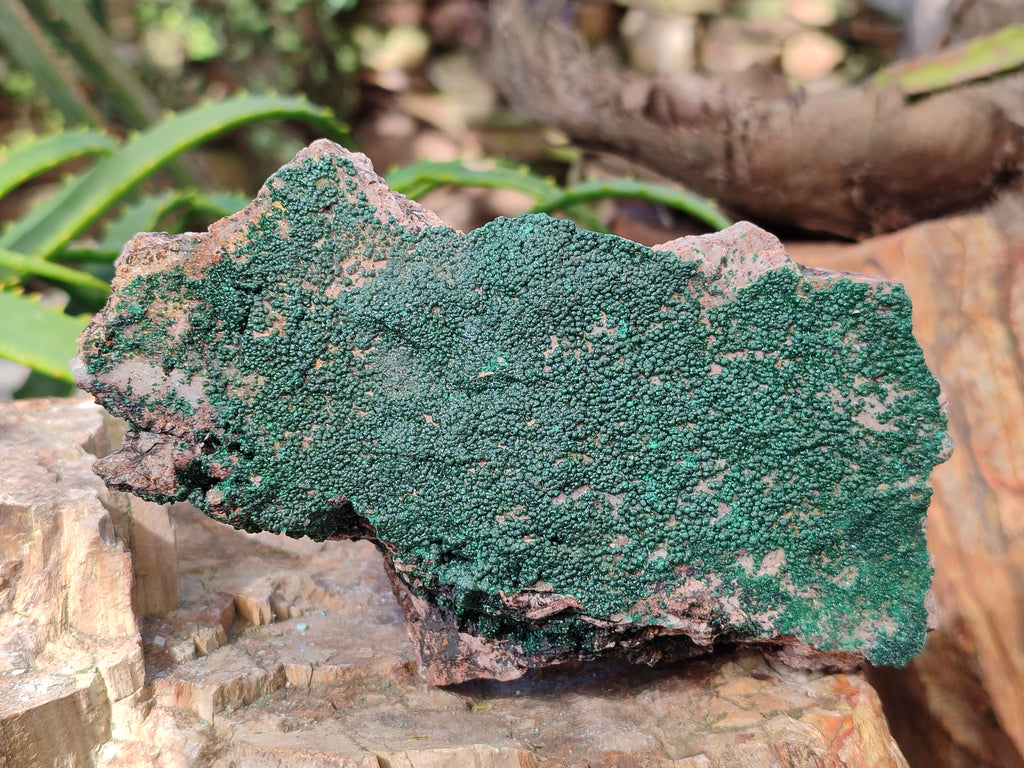Natural Crystalline Malachite Specimens x 2 From Tenke Fungurume, Congo - Toprock Gemstones and Minerals 