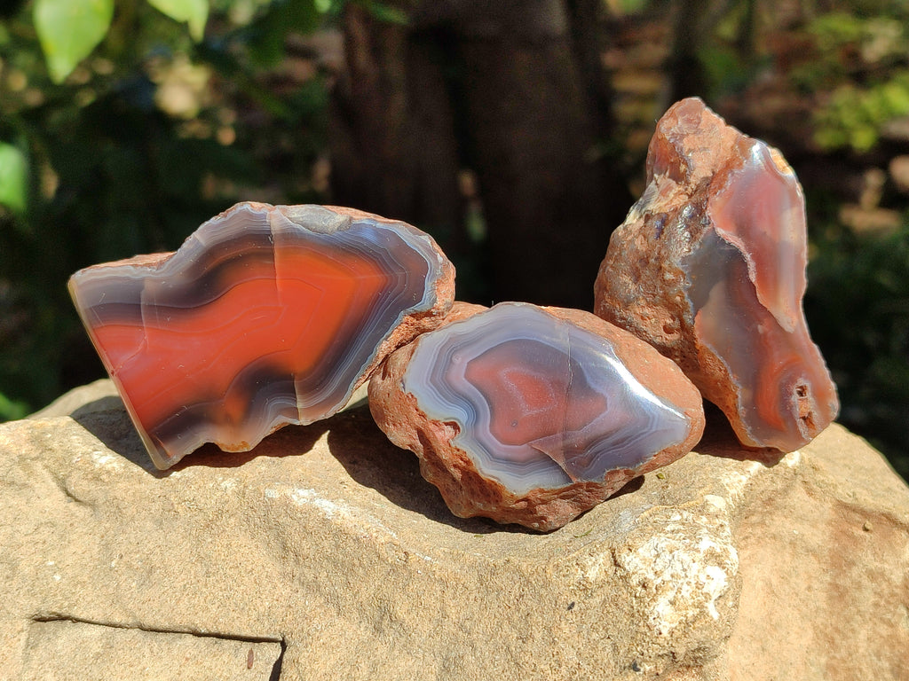 Polished On One Side Red Sashe River Agate Nodules x 24 From Zimbabwe - Toprock Gemstones and Minerals 