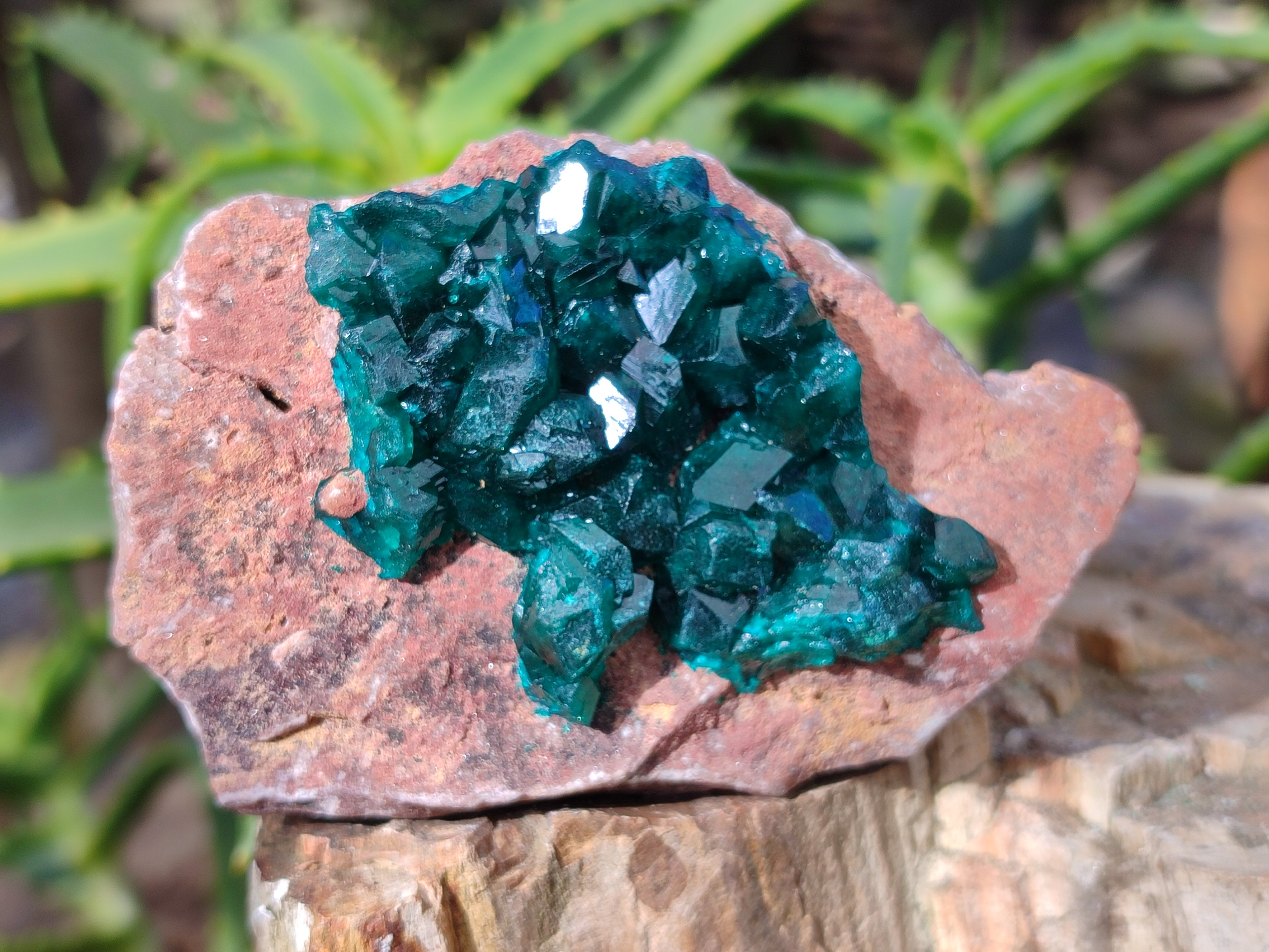 Natural Dioptase On Dolomite Specimens x 3 From Likasi, Congo - Toprock Gemstones and Minerals 