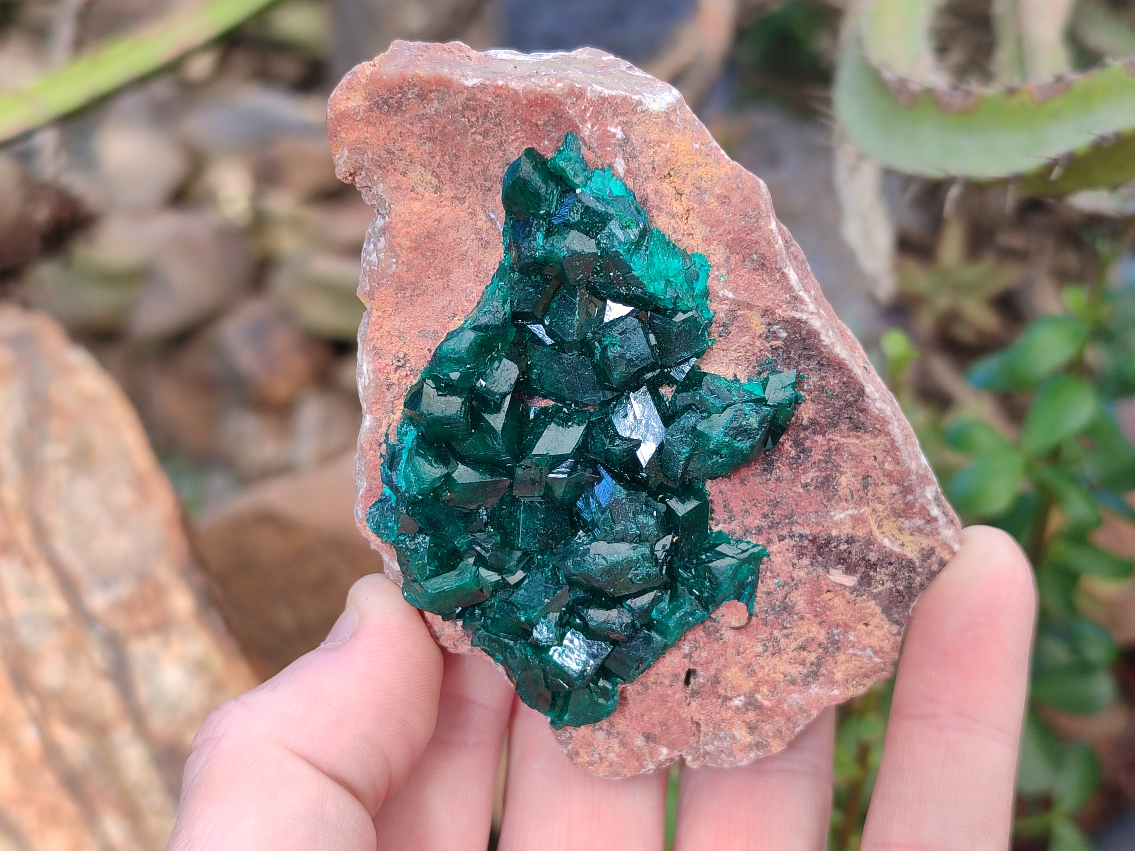 Natural Dioptase On Dolomite Specimens x 3 From Likasi, Congo - Toprock Gemstones and Minerals 