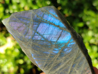 Polished On One Side Large Purple Flash Labradorite Plates x 6 From Tulear, Madagascar