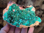 Natural Large Dioptase On Dolomite Specimens x 3 From Mashamba East Mine, Congo - Toprock Gemstones and Minerals 