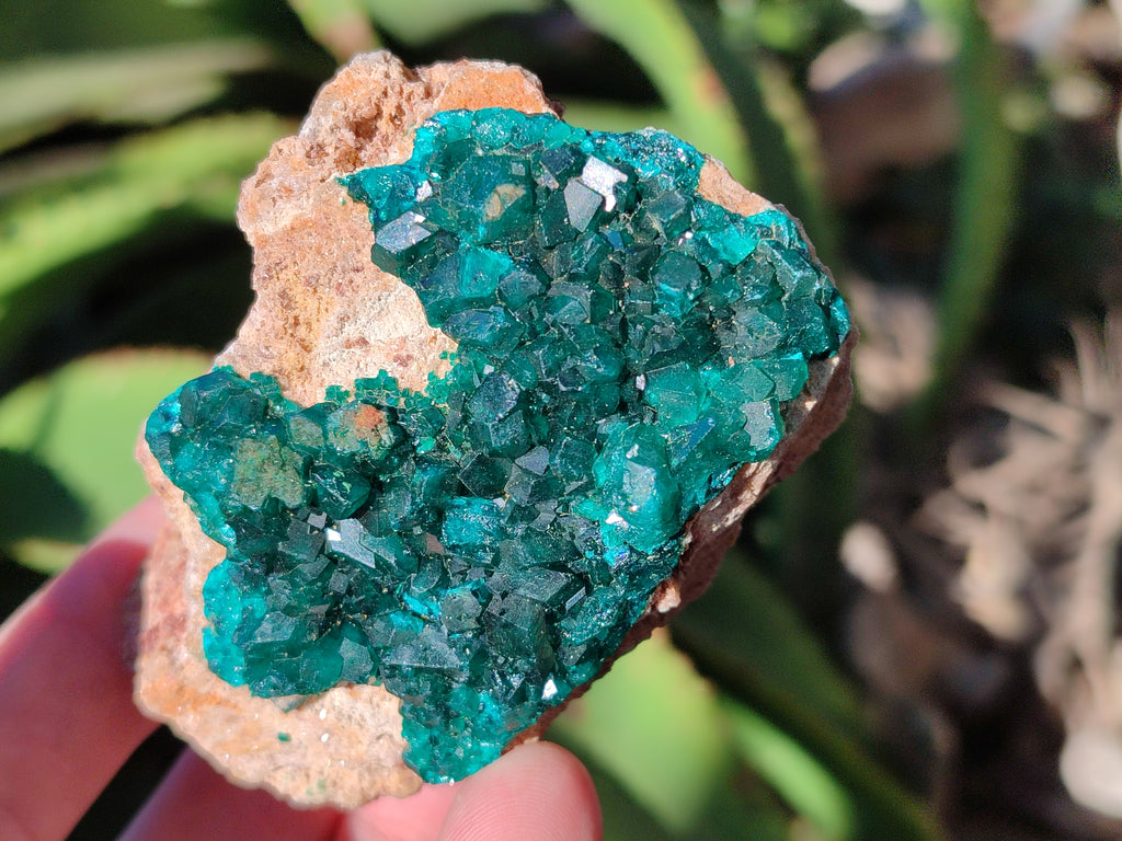 Natural Large Dioptase On Dolomite Specimens x 3 From Mashamba East Mine, Congo - Toprock Gemstones and Minerals 