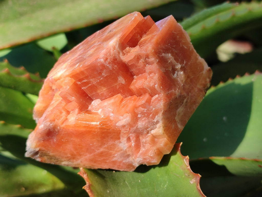 Natural Rhombohedral Sunset Orange Calcite Specimens x 6 From Spitzkop, Namibia - Toprock Gemstones and Minerals 