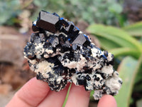 Natural Schorl Black Tourmaline Specimens x 6 From Erongo, Namibia