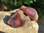 Polished On One Side Red Sashe River Agate Nodules x 20 From Zimbabwe - Toprock Gemstones and Minerals 