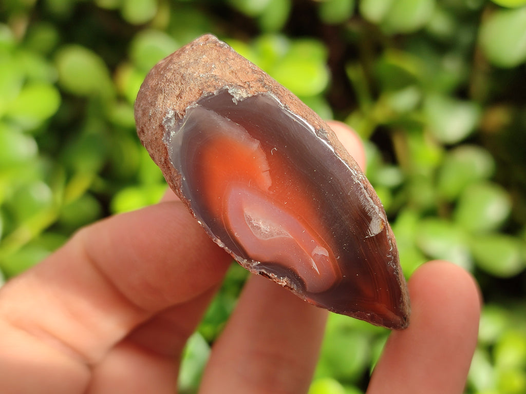 Polished On One Side Red Sashe River Agate Nodules x 20 From Zimbabwe - Toprock Gemstones and Minerals 