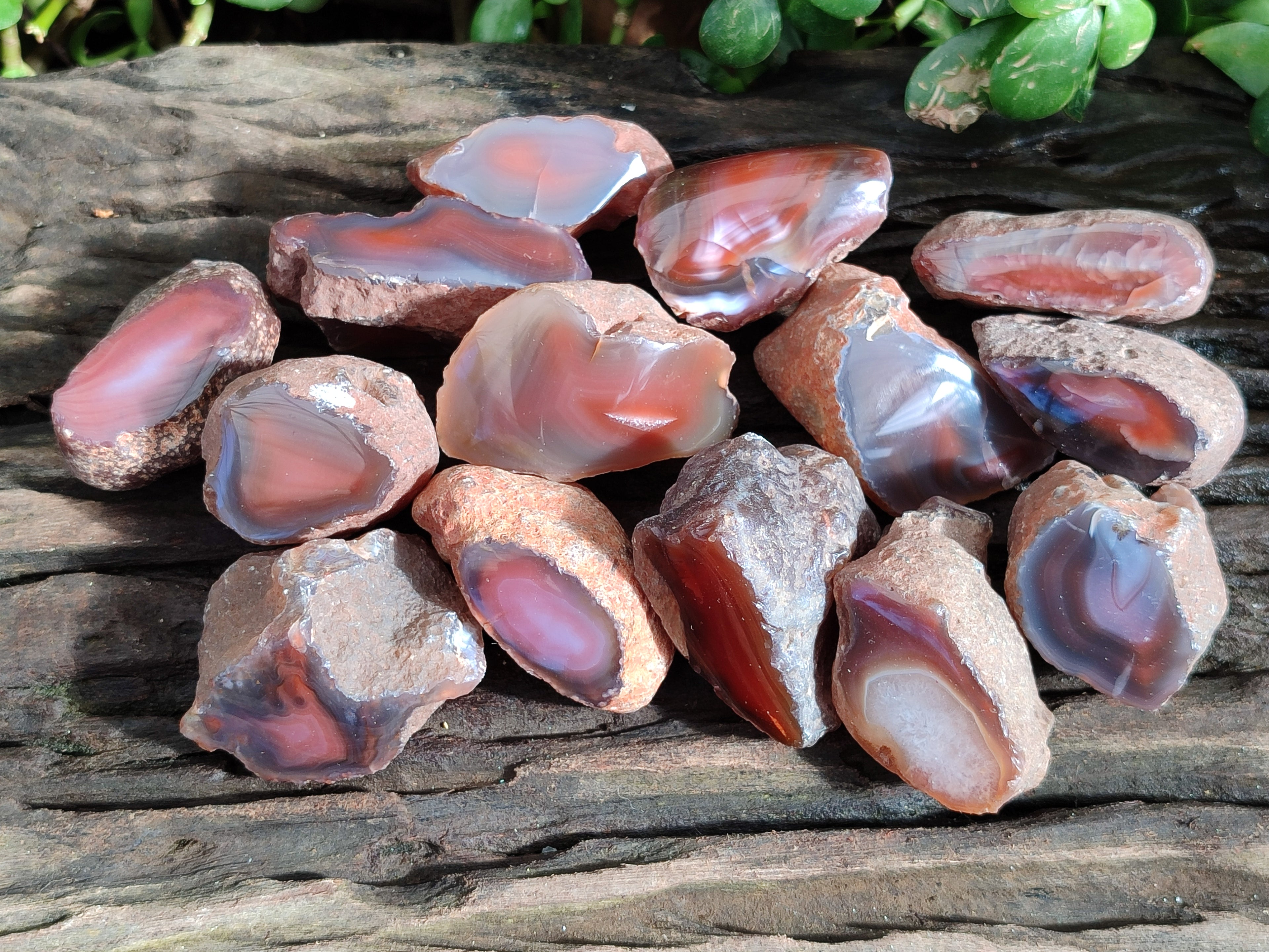 Polished On One Side Red Sashe River Agate Nodules x 20 From Zimbabwe - Toprock Gemstones and Minerals 