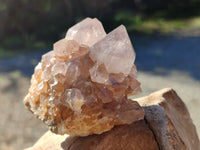 Natural Cactus Flower Smokey Amethyst Spirit Clusters x 12 From South Africa - Toprock Gemstones and Minerals 