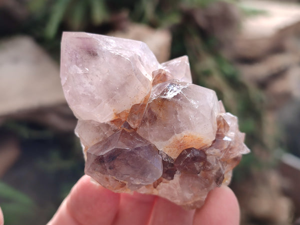 Natural Cactus Flower Smokey Amethyst Spirit Clusters x 12 From South Africa