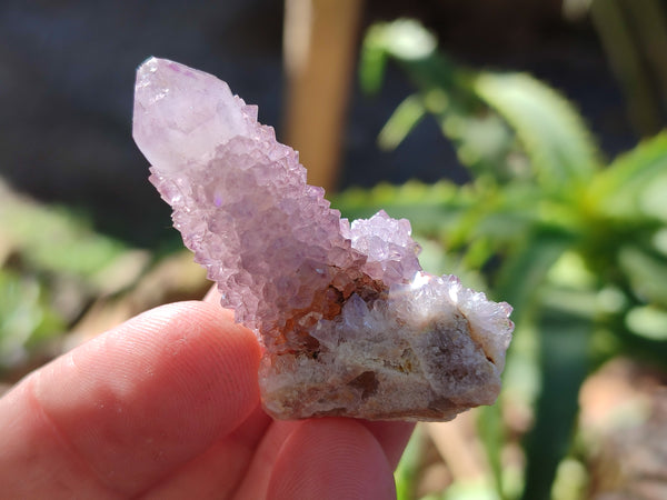 Natural Cactus Flower Amethyst Spirit Crystals x 35 From South Africa