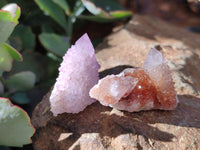 Natural Cactus Flower Amethyst Spirit Crystals x 35 From South Africa