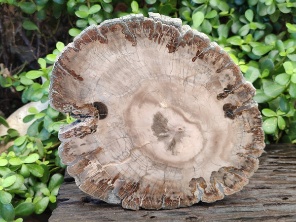 Polished Podocarpus Petrified Wood Slices x 2 From Mahajanga, Madagascar