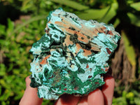 Natural Drusy Coated Chrysocolla with Malachite x 6 From Lupoto Mine, Congo