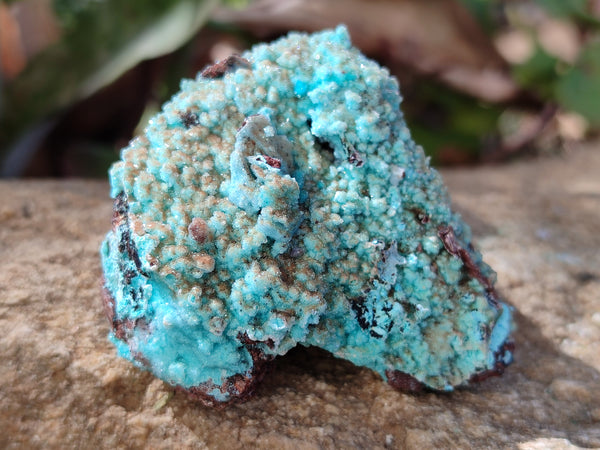 Natural Drusy Coated Chrysocolla with Malachite x 6 From Lupoto Mine, Congo