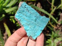 Natural Drusy Coated Chrysocolla with Malachite x 6 From Lupoto Mine, Congo