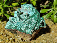 Natural Drusy Coated Chrysocolla with Malachite x 6 From Lupoto Mine, Congo