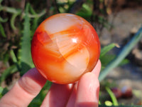 Polished Carnelian Spheres x 12 From Madagascar