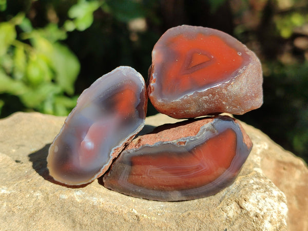 Polished On One Side Red Sashe River Agate Nodules x 20 From Zimbabwe