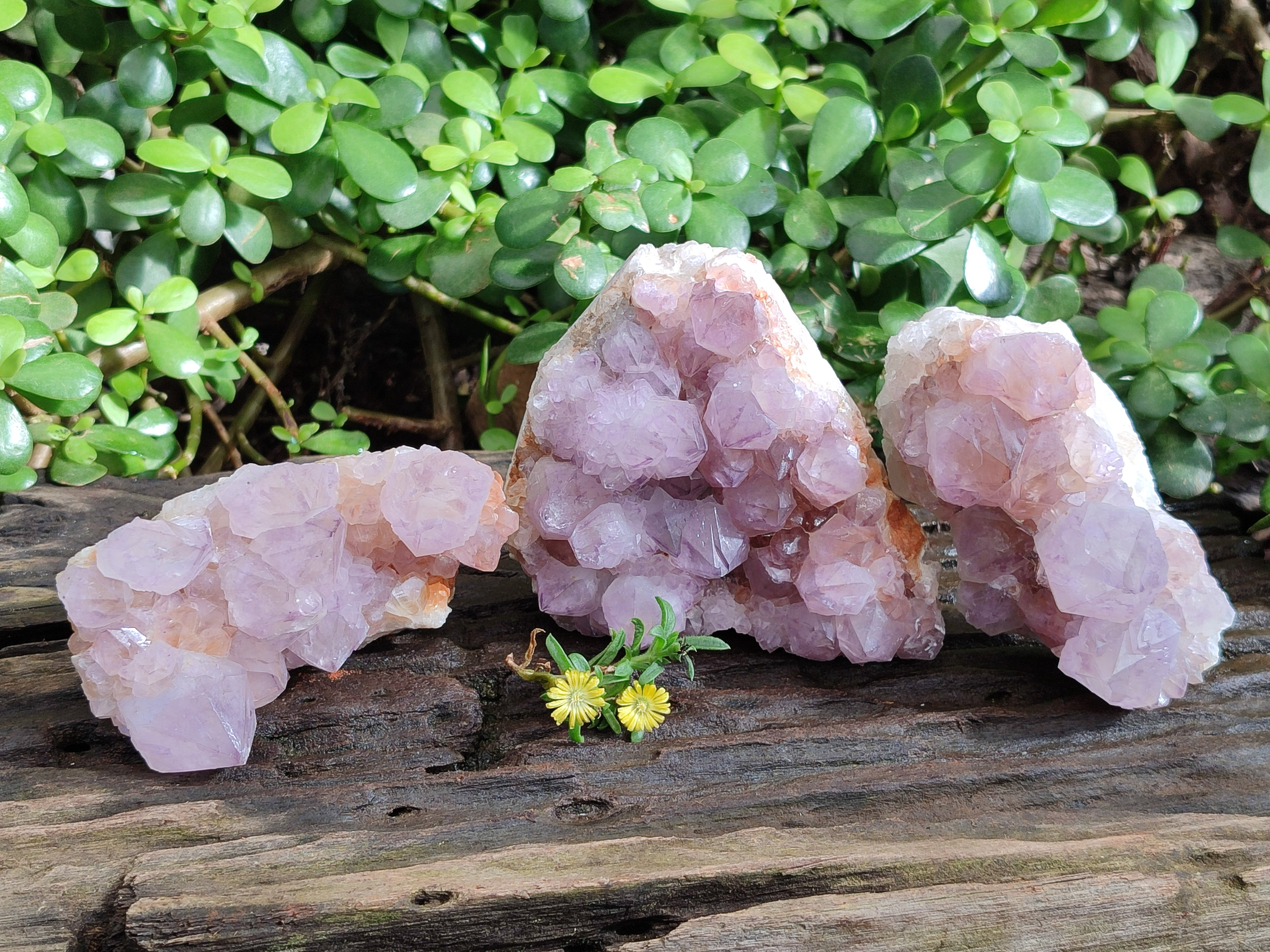 Natural Cactus Flower Smokey Amethyst Spirit Clusters x 3 From South Africa - Toprock Gemstones and Minerals 