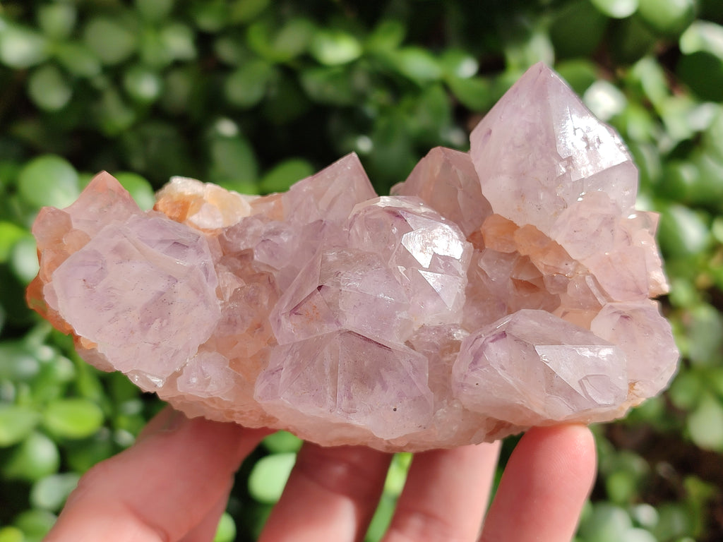 Natural Cactus Flower Smokey Amethyst Spirit Clusters x 3 From South Africa - Toprock Gemstones and Minerals 