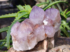 Natural Cactus Flower Smokey Amethyst Spirit Clusters x 3 From South Africa - Toprock Gemstones and Minerals 
