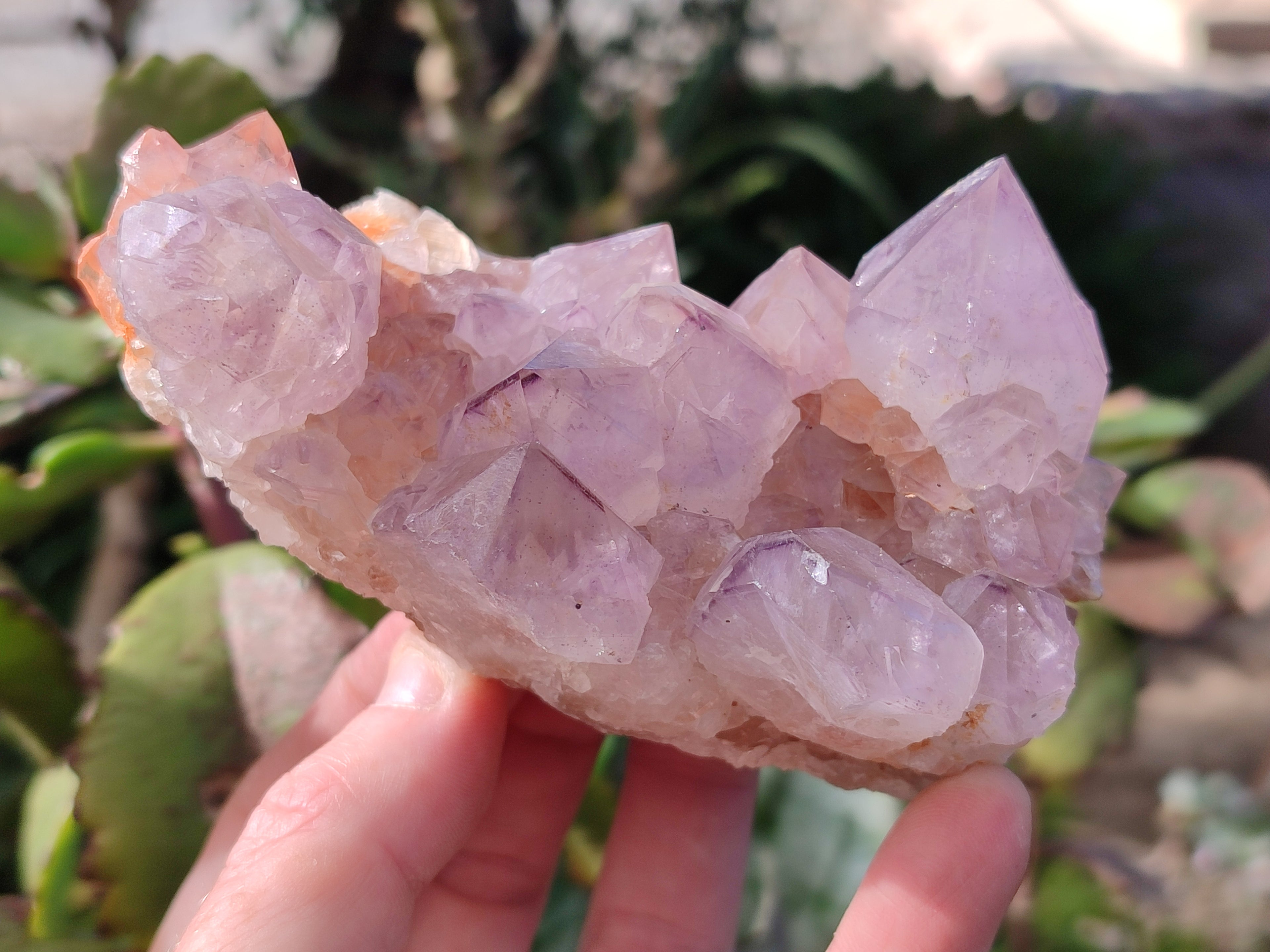 Natural Cactus Flower Smokey Amethyst Spirit Clusters x 3 From South Africa - Toprock Gemstones and Minerals 
