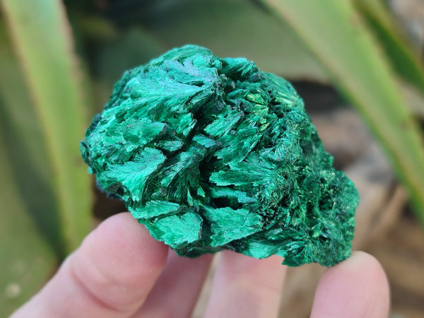 Natural Silky Malachite Specimens x 12 From Kasompe, Congo