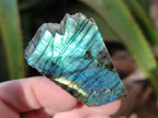 Polished On One Side Labradorite Plates x 35 From Tulear, Madagascar - Toprock Gemstones and Minerals 