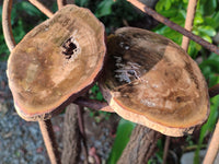 Polished Petrified Wood Slices x 6 From Gokwe, Zimbabwe