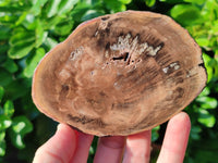Polished Petrified Wood Slices x 6 From Gokwe, Zimbabwe