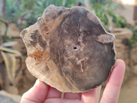 Polished Petrified Wood Slices x 6 From Gokwe, Zimbabwe