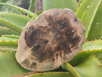Polished Petrified Wood Slices x 6 From Gokwe, Zimbabwe