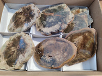 Polished Petrified Wood Slices x 6 From Gokwe, Zimbabwe