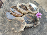 Polished Petrified Wood Slices x 6 From Gokwe, Zimbabwe