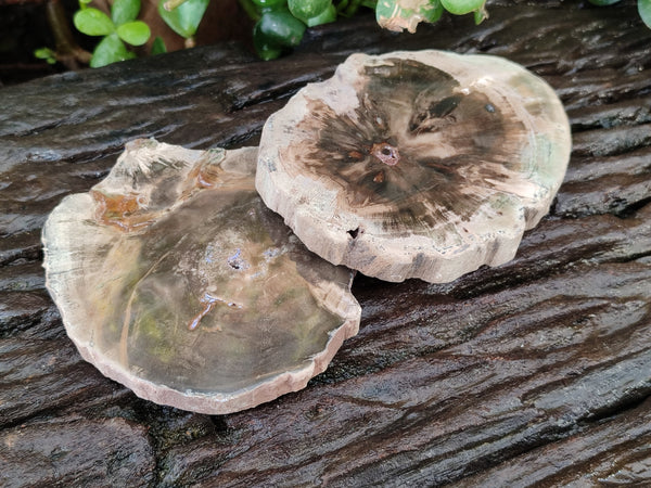 Polished Petrified Wood Slices x 6 From Gokwe, Zimbabwe