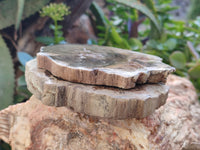 Polished Petrified Wood Slices x 6 From Gokwe, Zimbabwe