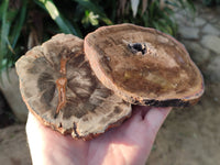 Polished Petrified Wood Slices x 6 From Gokwe, Zimbabwe