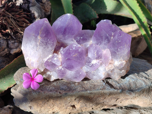 Natural Jacaranda Amethyst Quartz Cluster x 1 From Mumbwa, Zambia