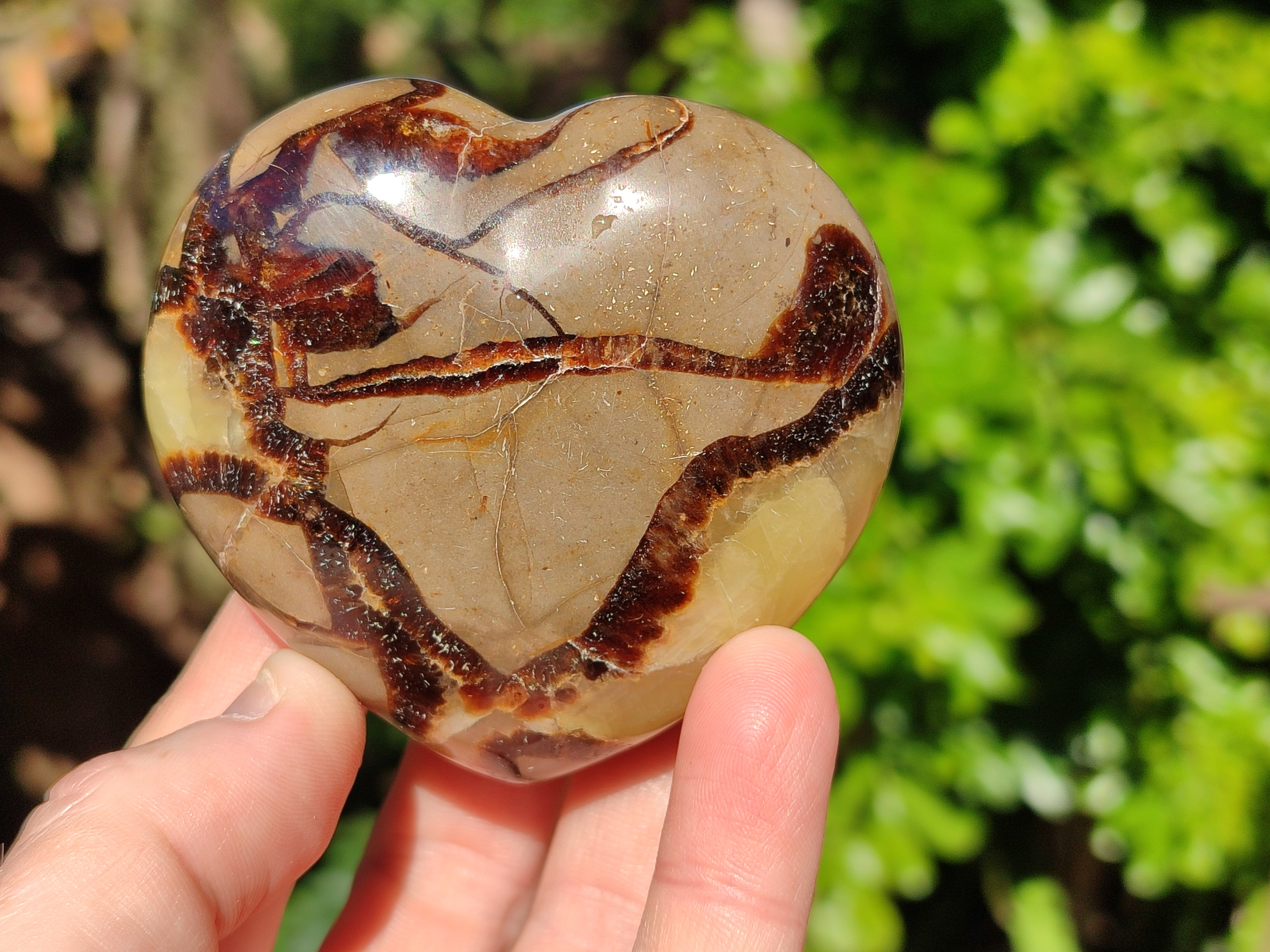 Polished Fossilized Septerye Hearts x 6 From Mahajanga, Madagascar - Toprock Gemstones and Minerals 