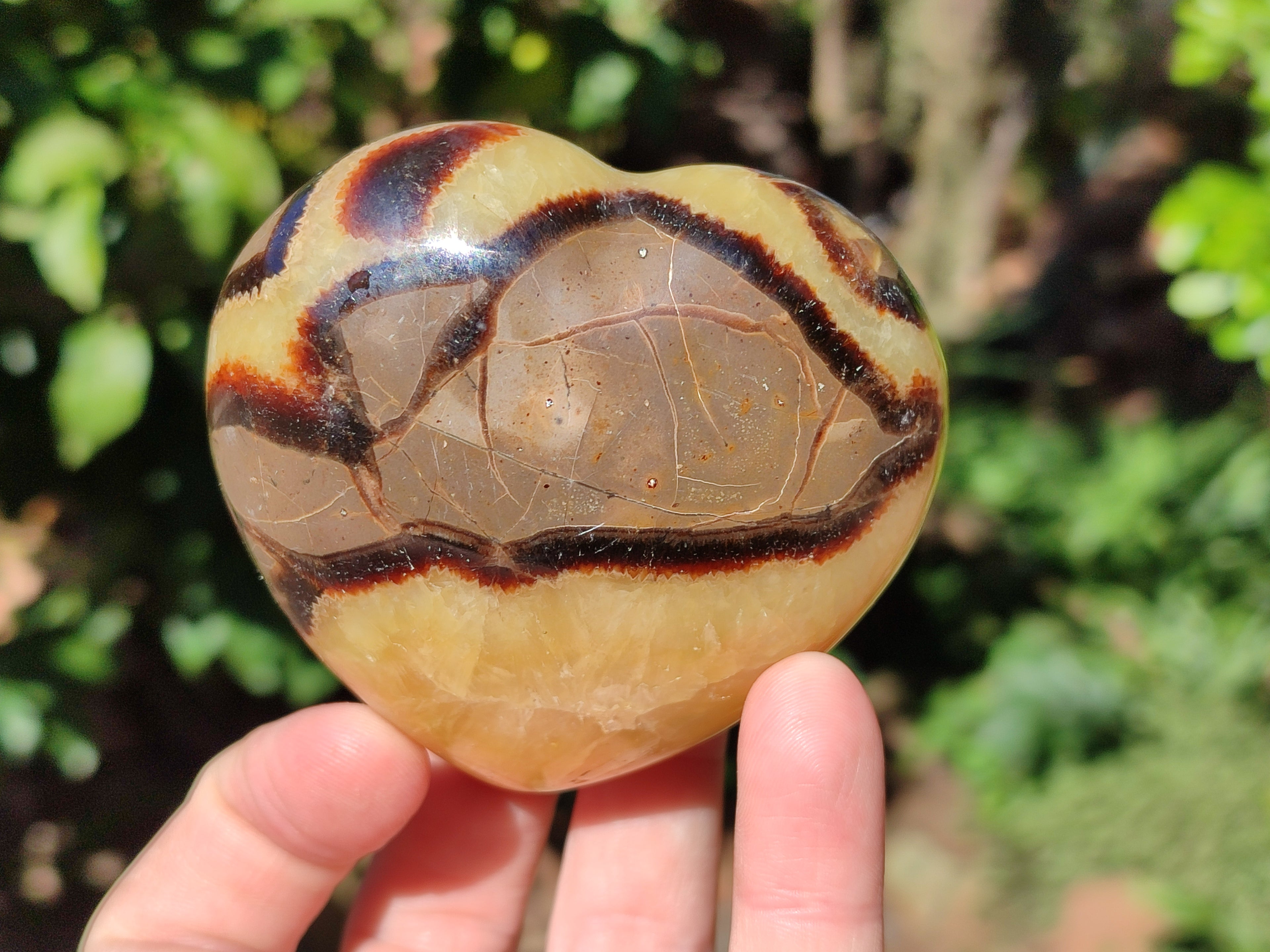 Polished Fossilized Septerye Hearts x 6 From Mahajanga, Madagascar - Toprock Gemstones and Minerals 