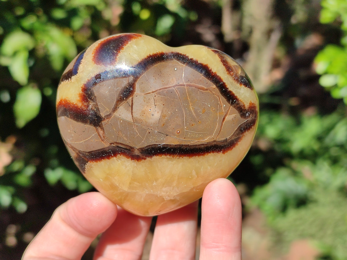 Polished Fossilized Septerye Hearts x 6 From Mahajanga, Madagascar - Toprock Gemstones and Minerals 