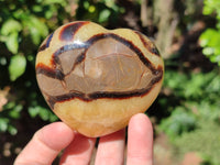 Polished Fossilized Septerye Hearts x 6 From Mahajanga, Madagascar