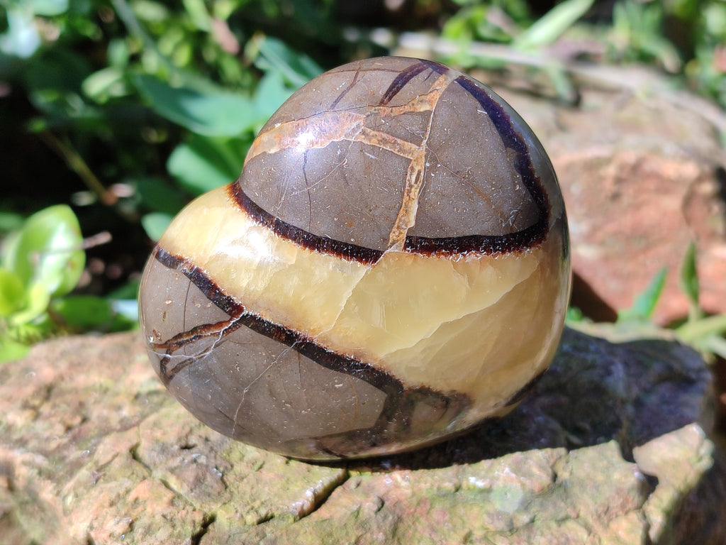Polished Fossilized Septerye Hearts x 6 From Mahajanga, Madagascar - Toprock Gemstones and Minerals 