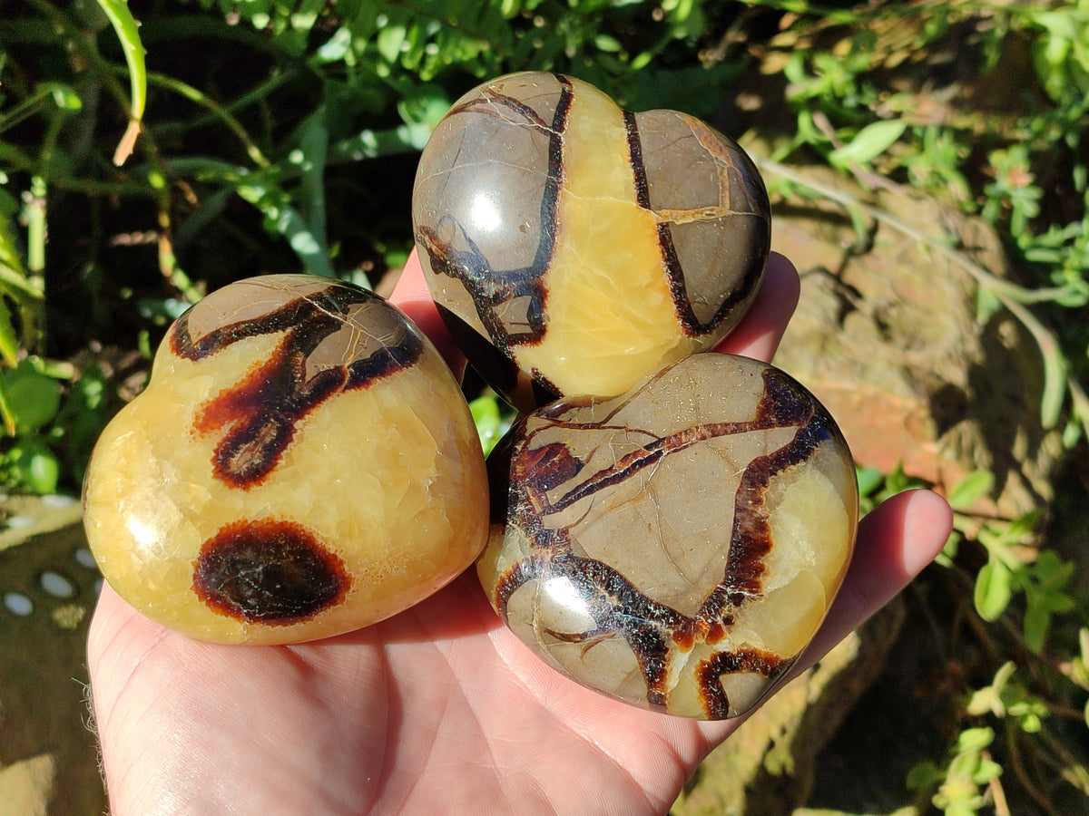 Polished Fossilized Septerye Hearts x 6 From Mahajanga, Madagascar - Toprock Gemstones and Minerals 