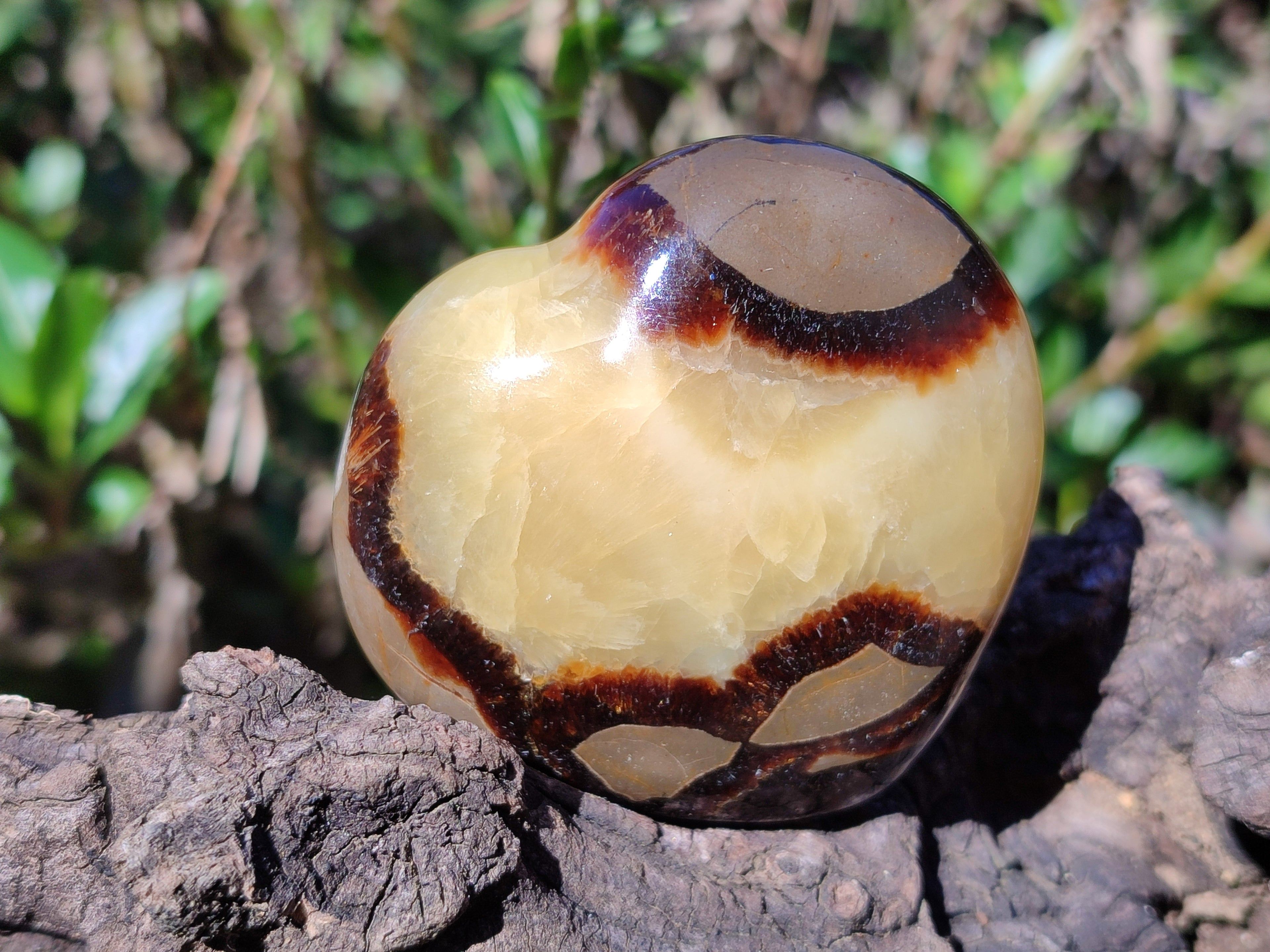 Polished Fossilized Septerye Hearts x 6 From Mahajanga, Madagascar - Toprock Gemstones and Minerals 